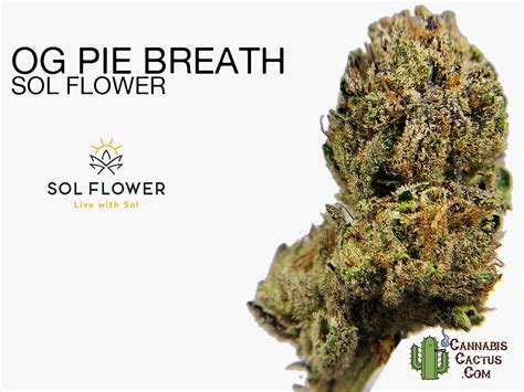 Arizona Organix: OG Pie Breath